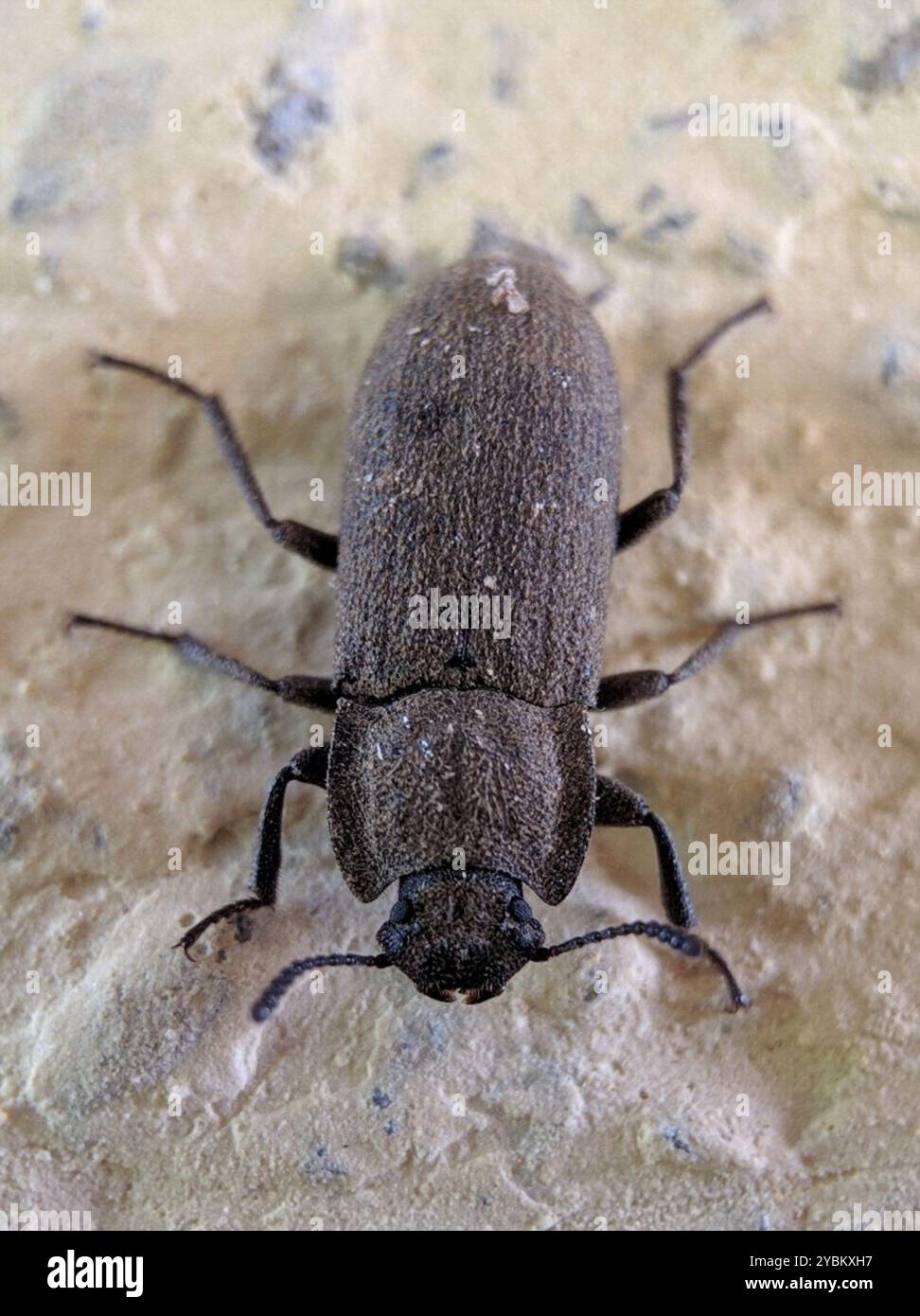 Dusty Insect Gonocephalum hi-res stock photography and images - Alamy