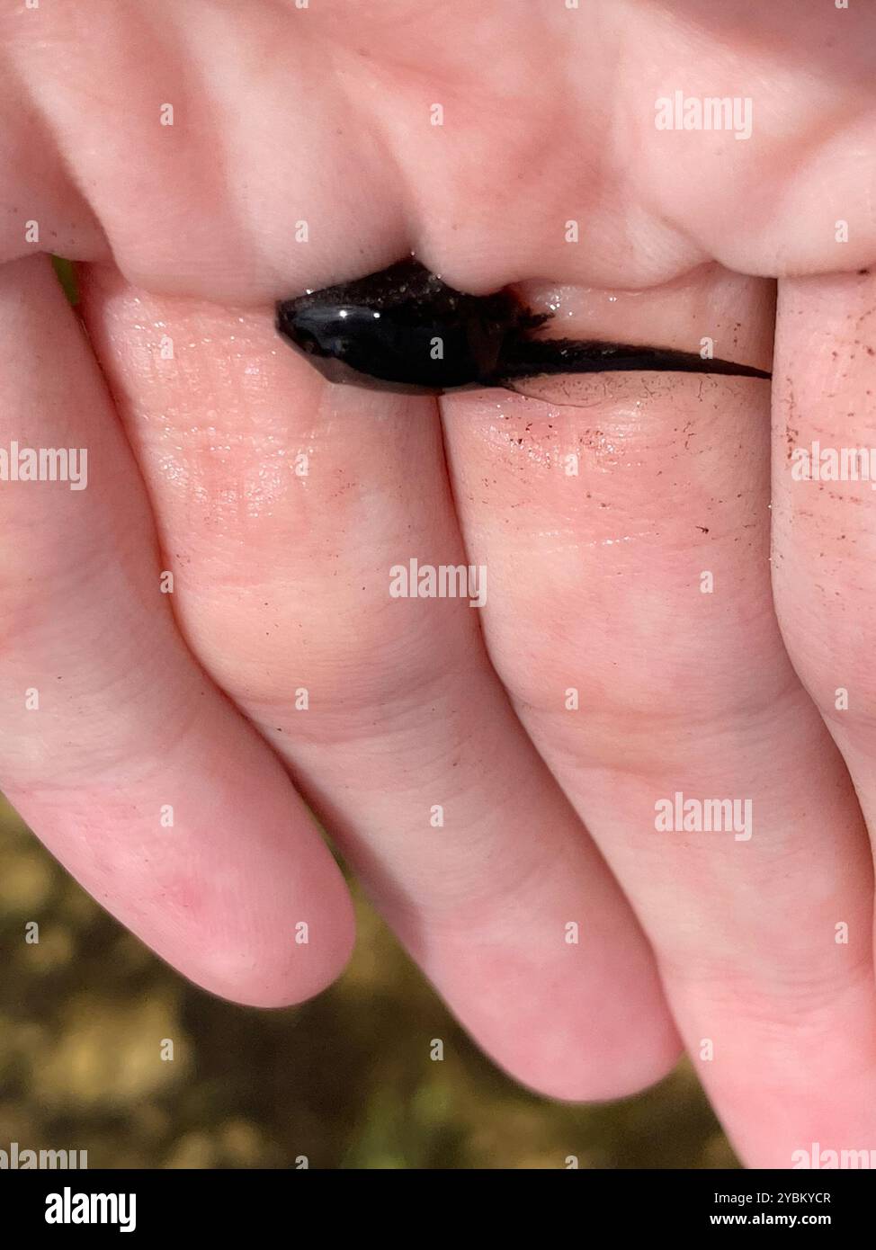 Frogs and Toads (Anura) Amphibia Stock Photo - Alamy