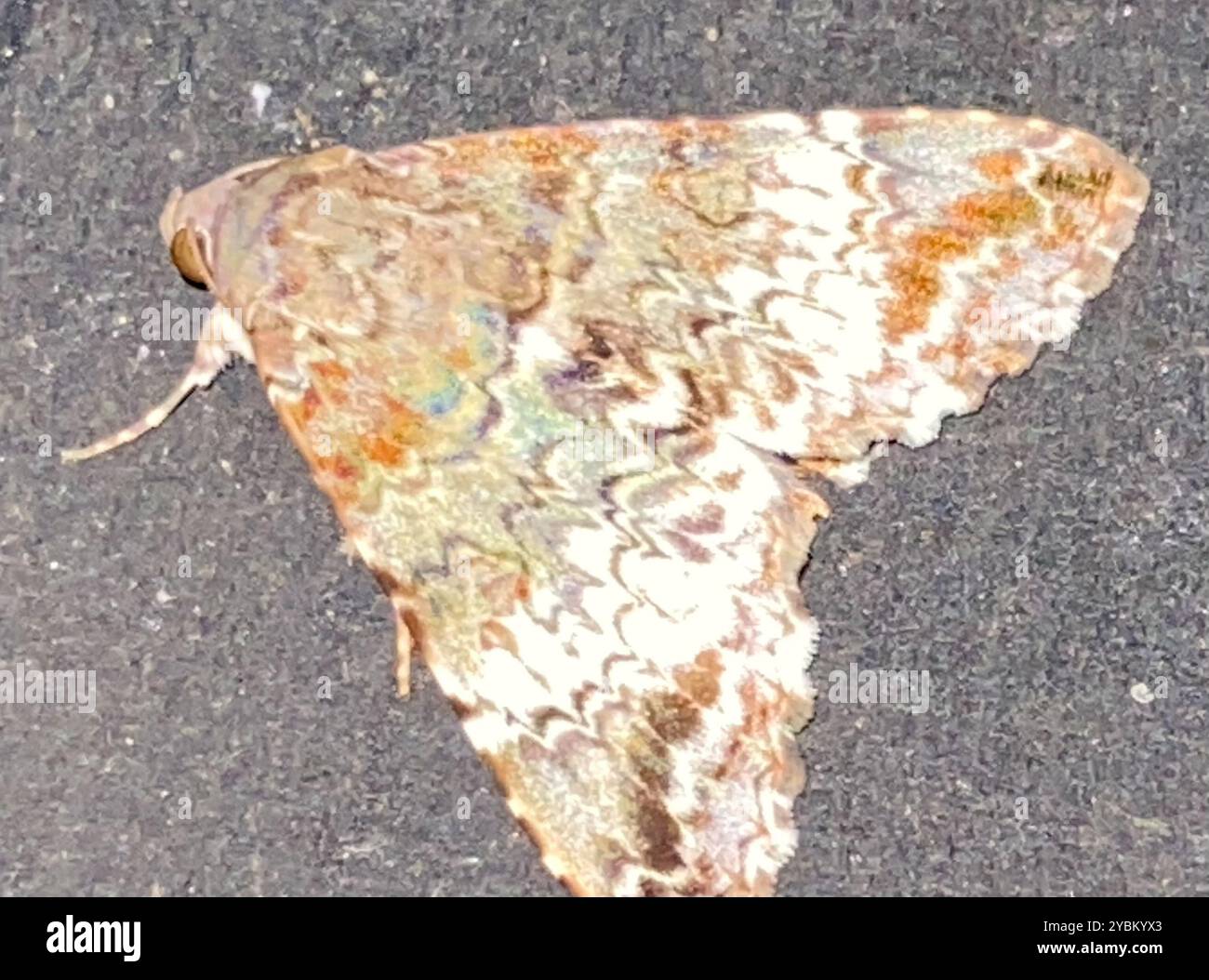 Damon Insect Damonia hi-res stock photography and images - Alamy