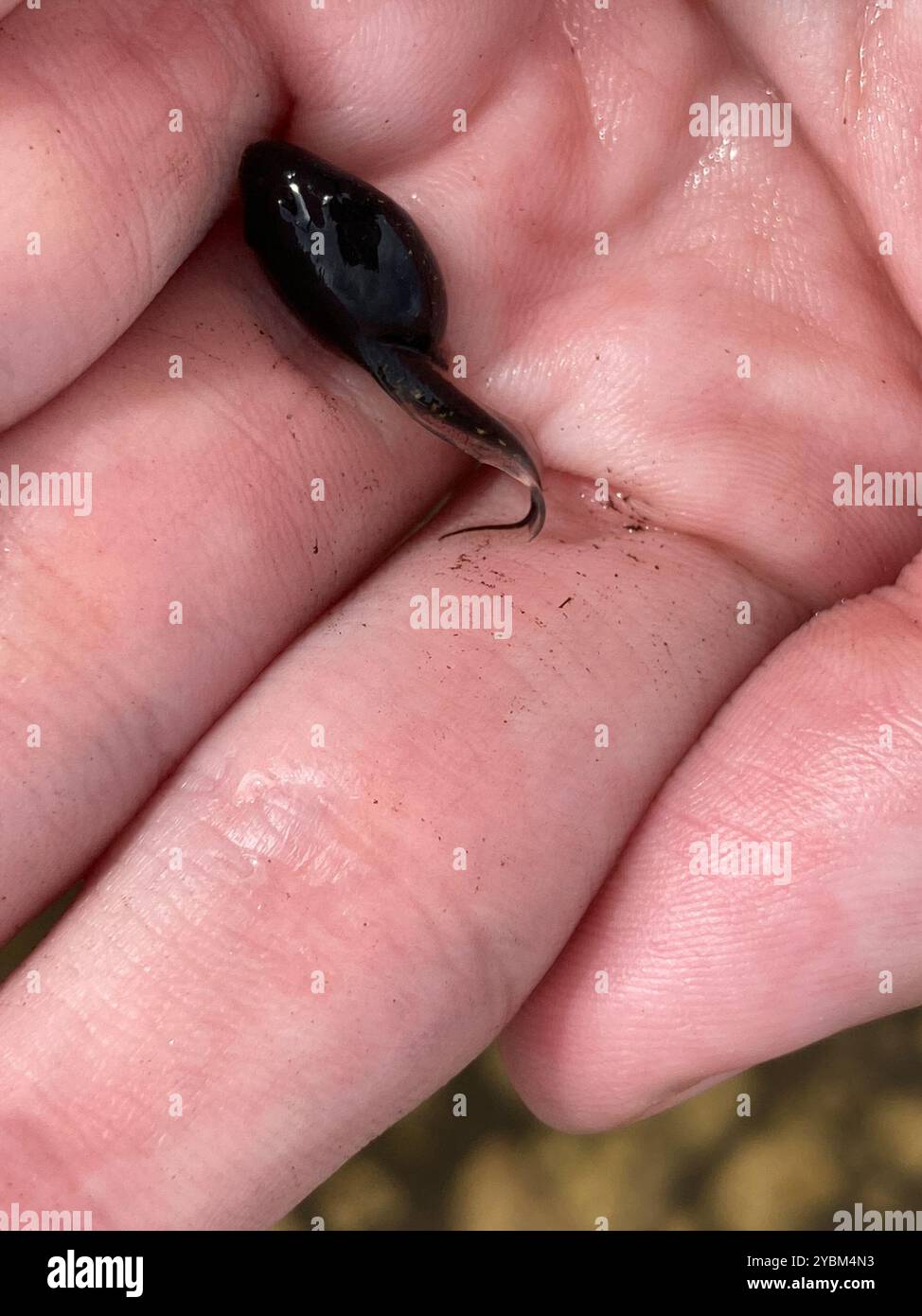 Frogs and Toads (Anura) Amphibia Stock Photo - Alamy