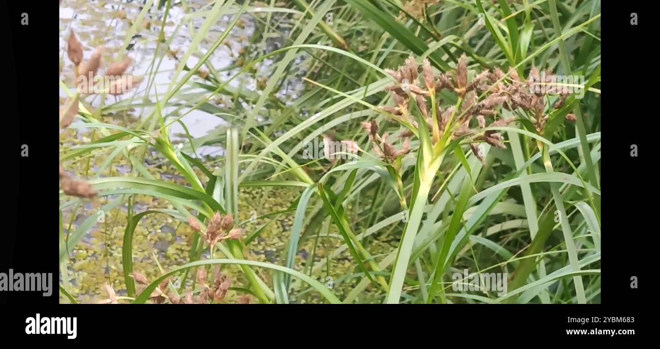 Eastern Australian Reed Warbler (Acrocephalus australis australis) Aves ...