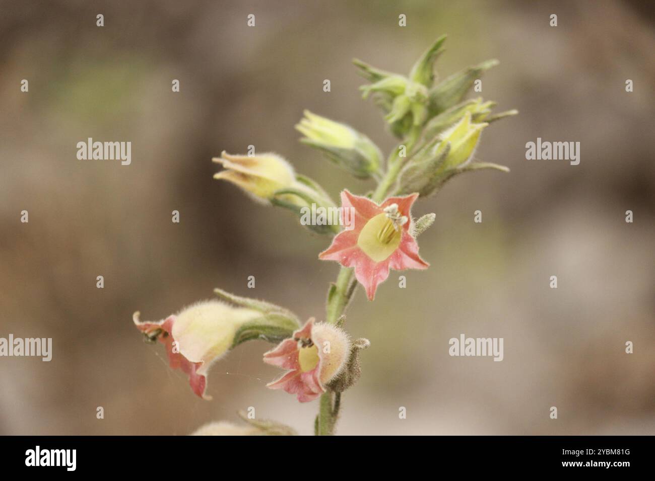peruvian tobacco Peruvian tobacco (Nicotiana glutinosa), Plantae, San Antonio de Chaclla  15510, Perú Stock Photo