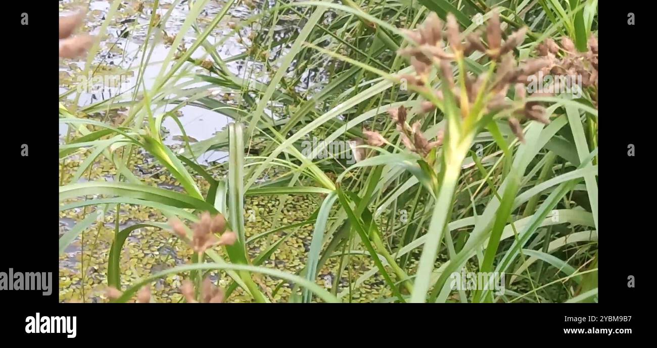 Eastern Australian Reed Warbler (Acrocephalus australis australis) Aves ...