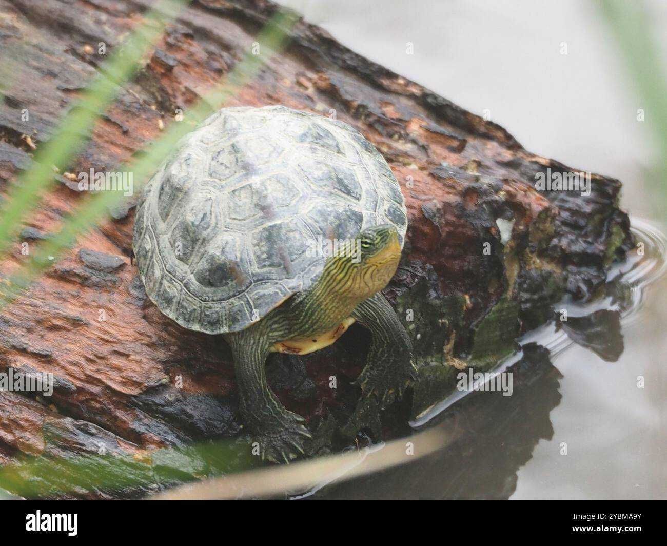 Mauremys sinensis hi-res stock photography and images - Alamy