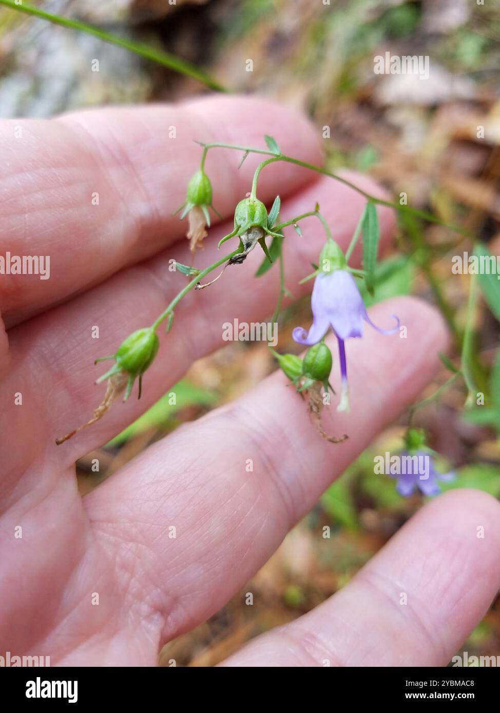 Southern Harebell Campanula Divaricata Plantae Stock Photo Alamy southern-harebell-campanula-divaricata-plantae-stock-photo-alamy