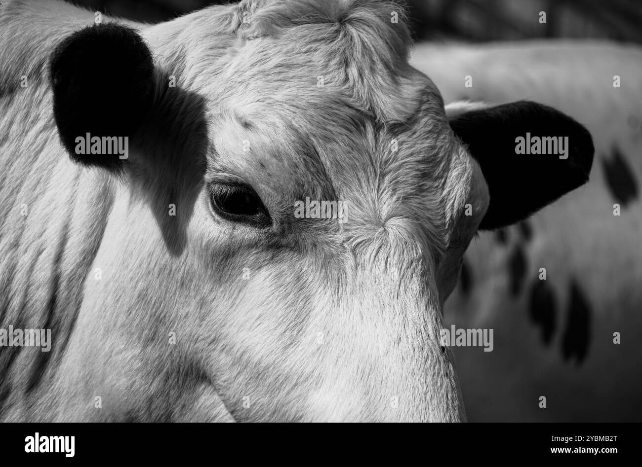 Close up calf cow Black and White Stock Photos & Images - Alamy