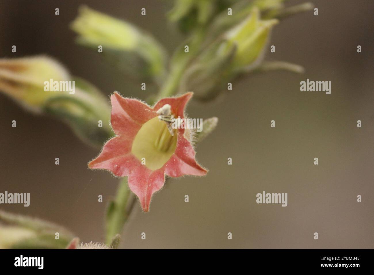Peruvian tobacco (Nicotiana glutinosa), Plantae, San Antonio de Chaclla  15510, Perú Stock Photo