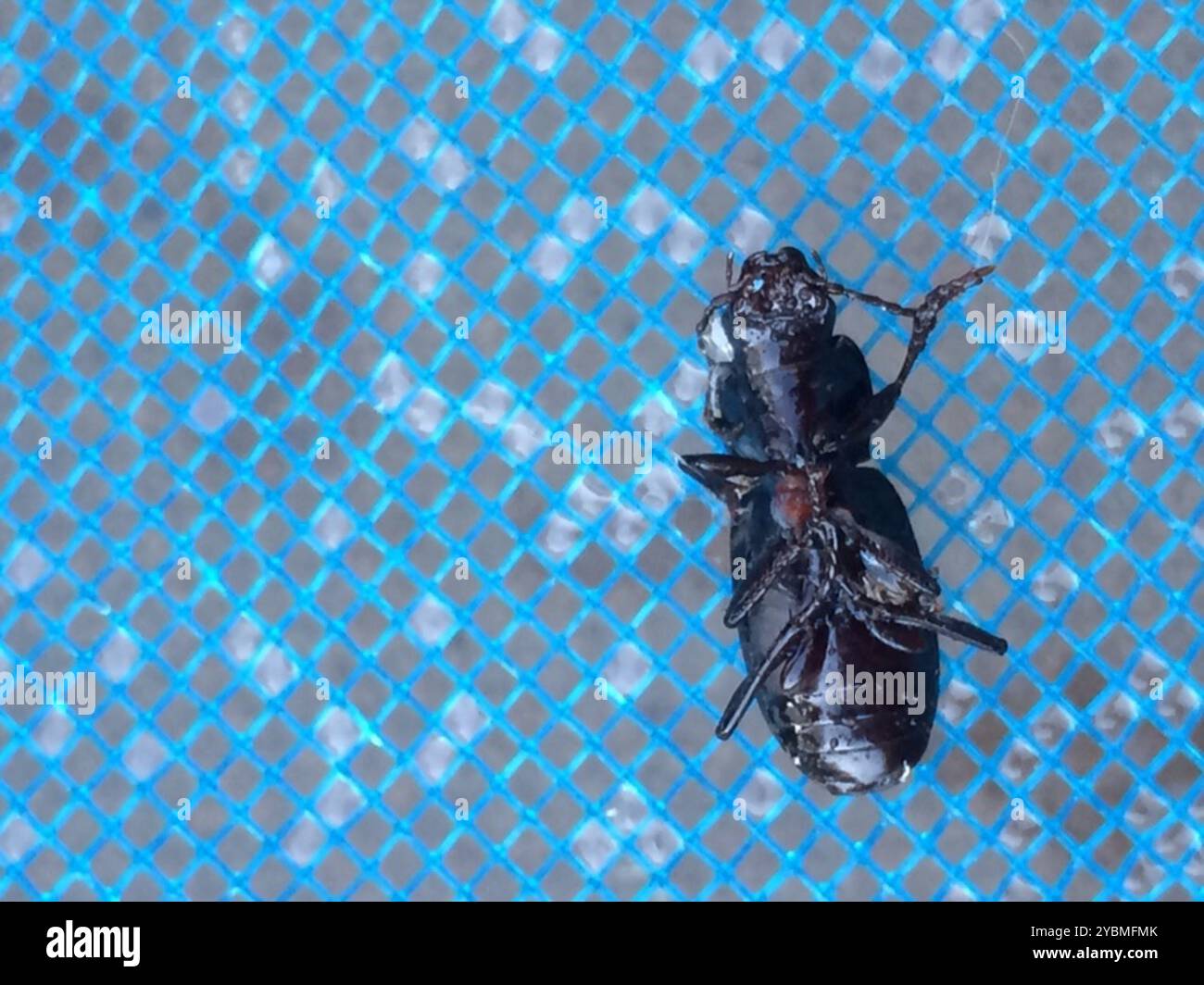 Clock Insect Blackclock Ground Beetles (Pterostichus) Insecta Stock Photo - Alamy