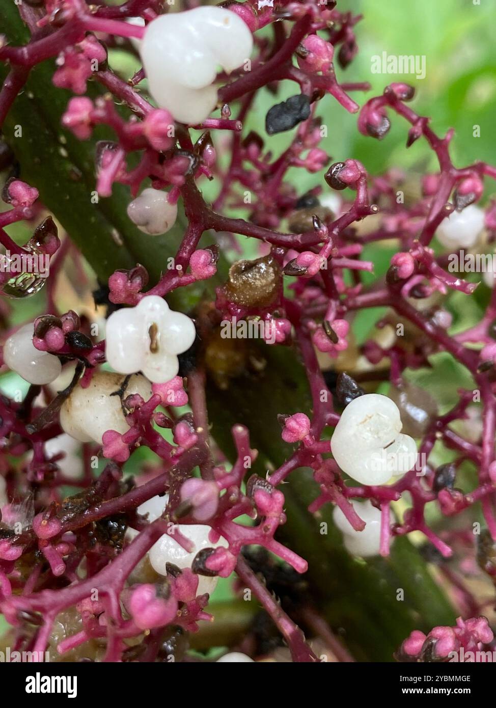 Scratchbush (Urera baccifera) Plantae Stock Photo - Alamy
