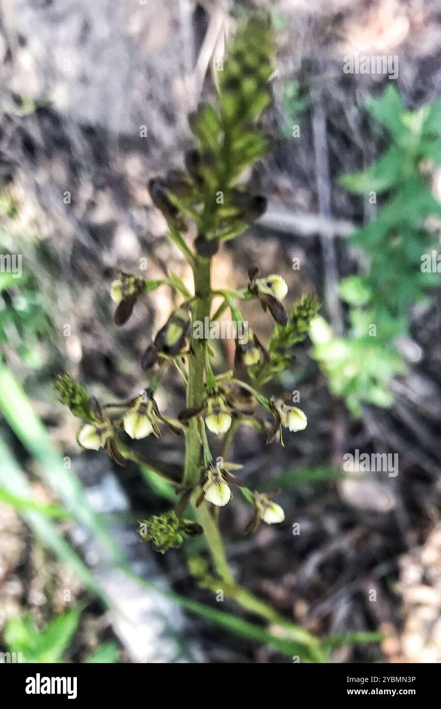 Spoon Cinderella Orchid (Eulophia cochlearis) Plantae Stock Photo - Alamy