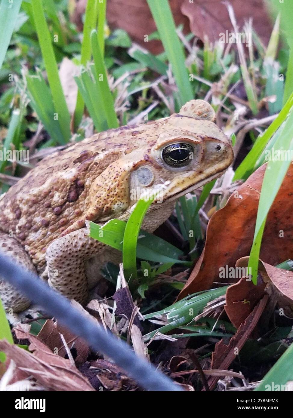Cane Toad (Rhinella marina) Amphibia Stock Photo - Alamy