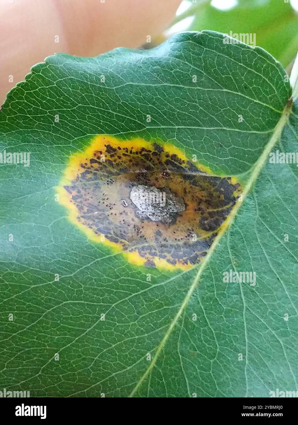 Pear Rust (Gymnosporangium sabinae) Fungi Stock Photo - Alamy