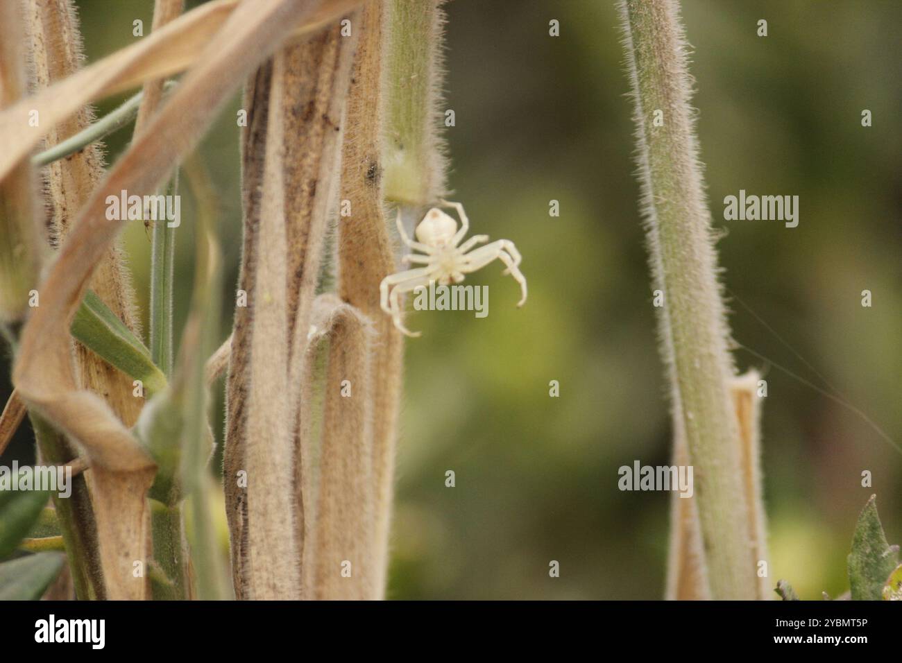 Crab Spiders (Thomisidae) Arachnida Stock Photo - Alamy