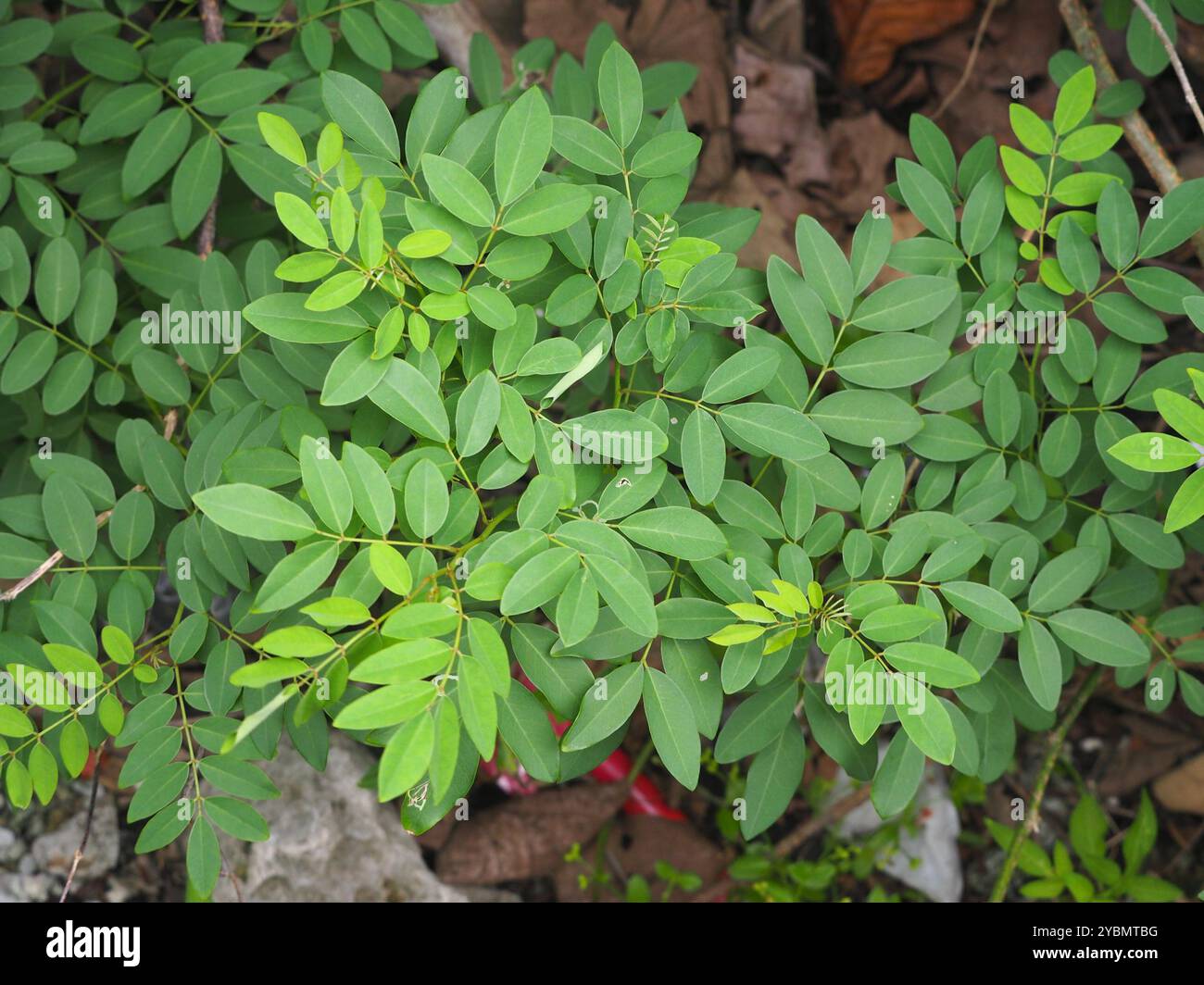 Common Derris (Derris trifoliata) Plantae Stock Photo - Alamy