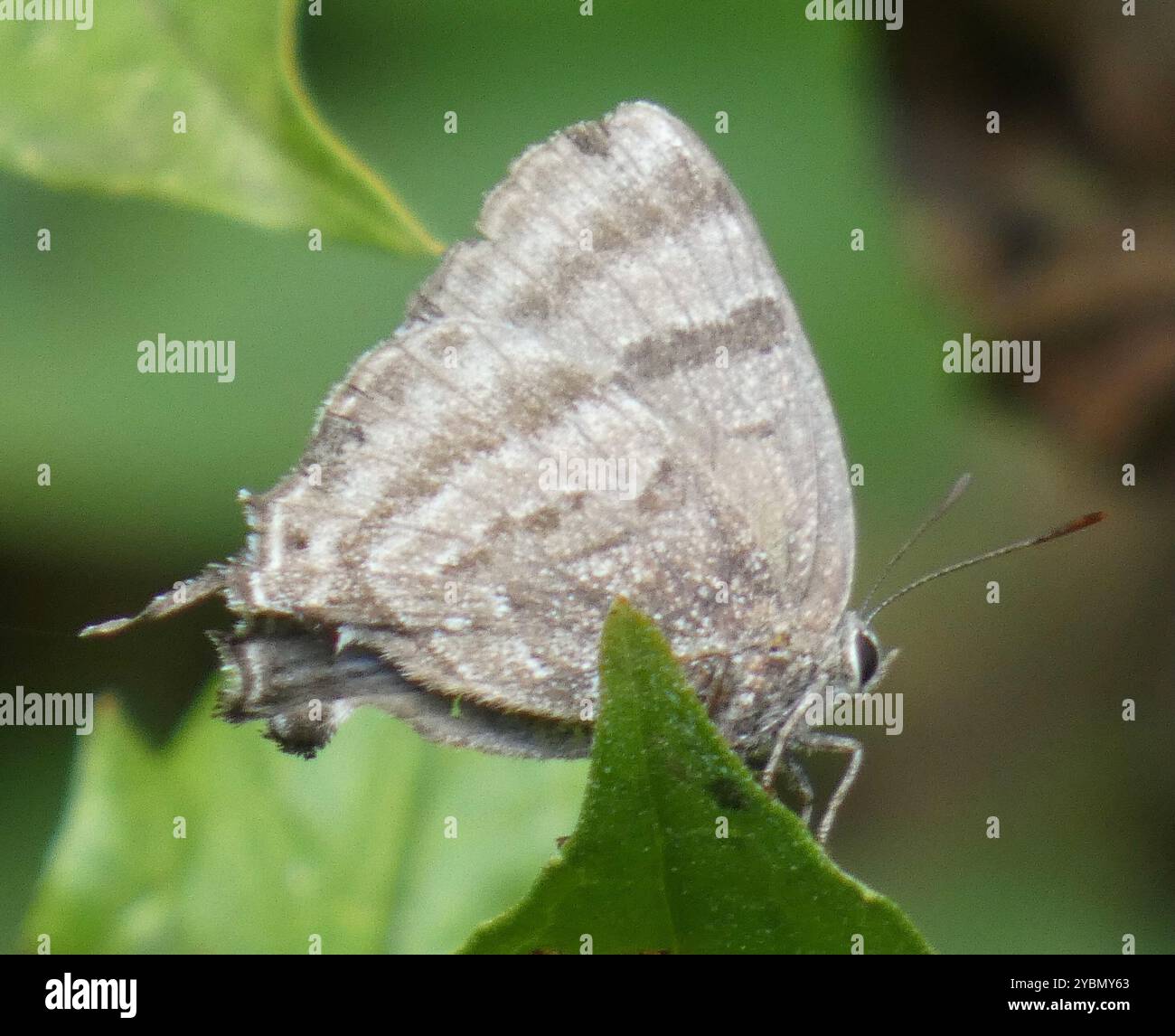 Atlides hi-res stock photography and images - Alamy