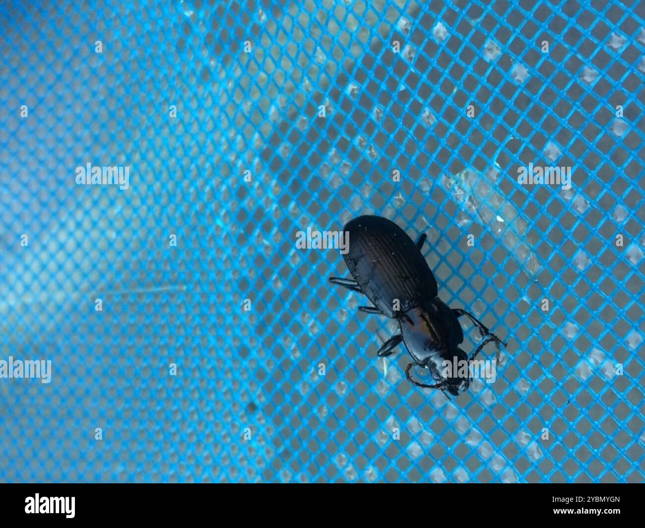 Clock Insect Blackclock Ground Beetles (Pterostichus) Insecta Stock Photo - Alamy
