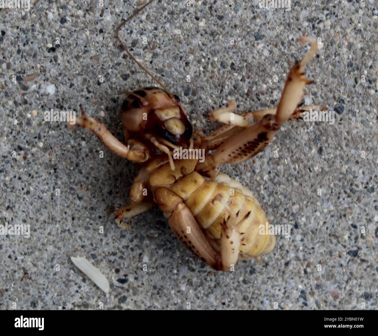 Pictured Jerusalem Cricket (Ammopelmatus pictus) Insecta Stock Photo ...