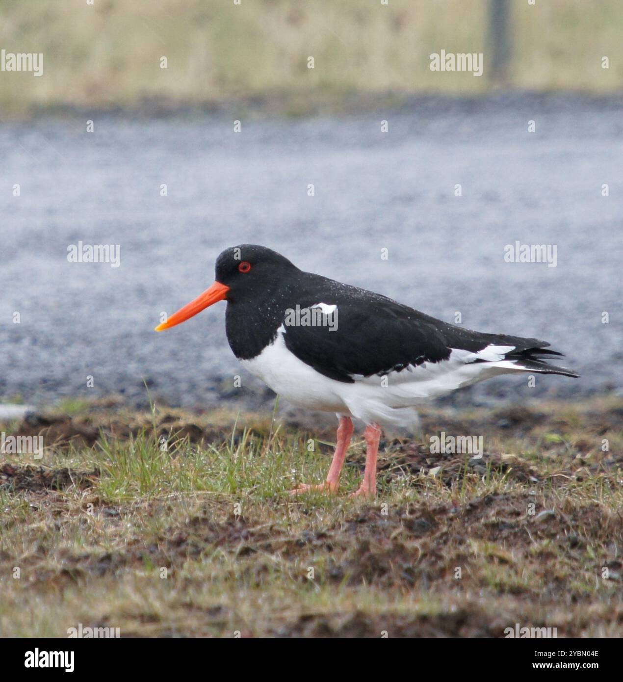 Eurasian Oystercatcher (Haematopus ostralegus) Aves Stock Photo - Alamy