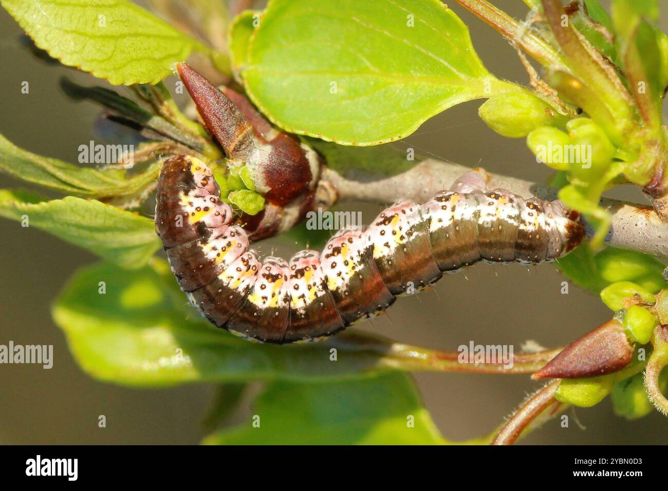 Scarce Tissue (Hydria cervinalis) Insecta Stock Photo - Alamy