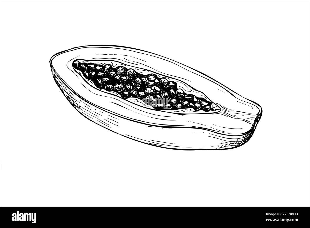 Cut exotic papaya fruit vector isolated illustration painted by black inks. Tropical sweet pawpaw plant with seeds hand drawn graphic sketch Stock Vector