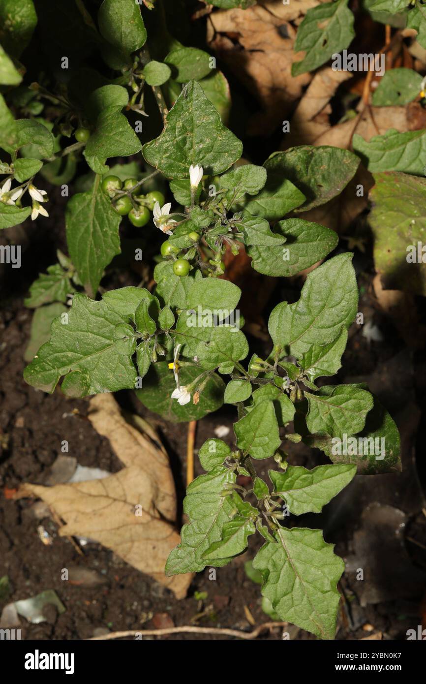 black nightshade (Solanum nigrum) Plantae Stock Photo - Alamy