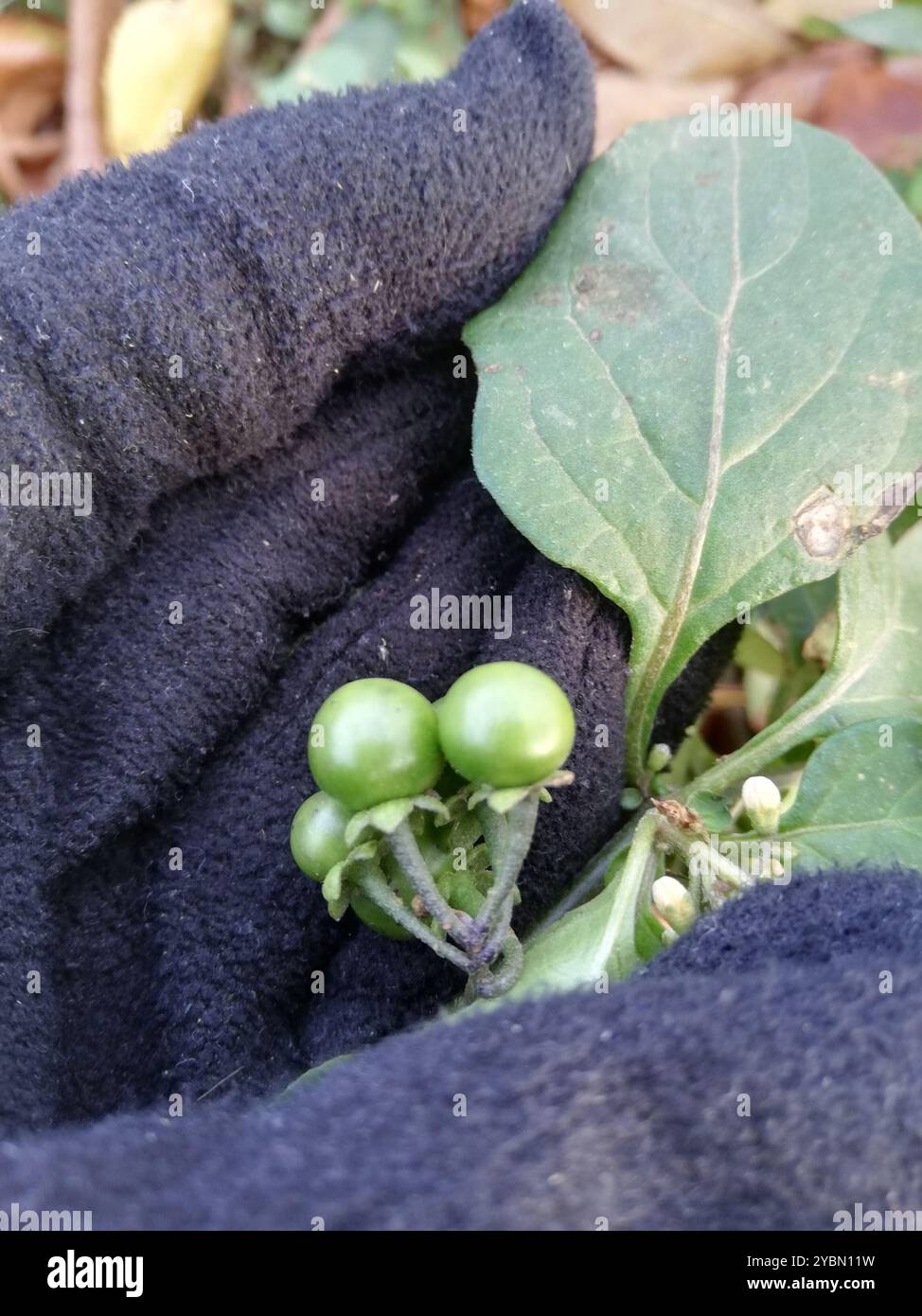 black nightshade (Solanum nigrum) Plantae Stock Photo - Alamy