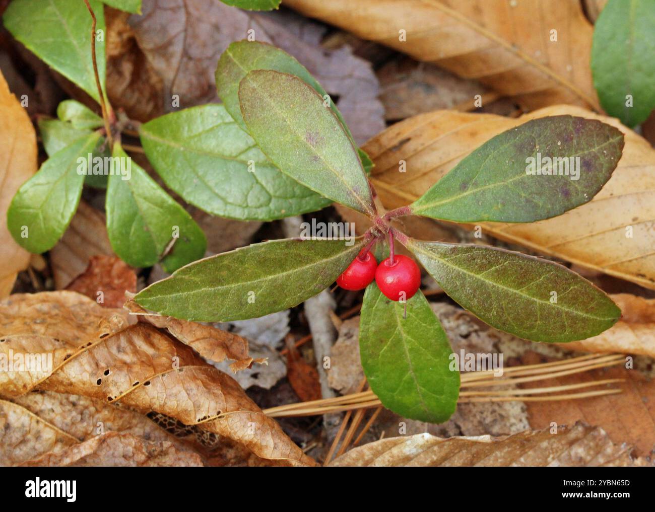 Eastern Teaberry (Gaultheria procumbens) Plantae Stock Photo - Alamy