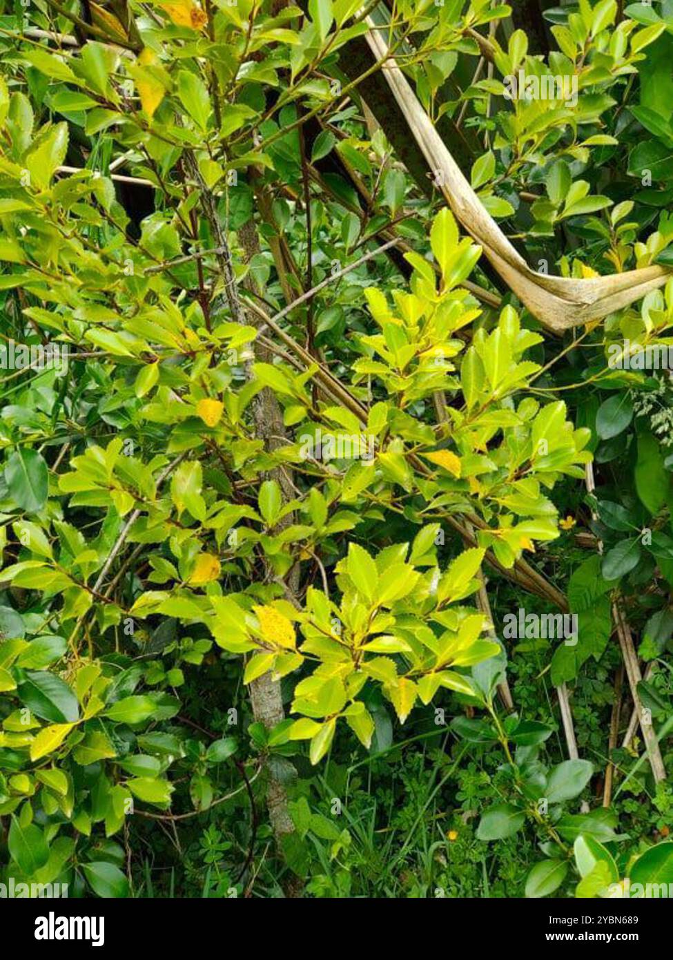 Plantae novae hi-res stock photography and images - Alamy
