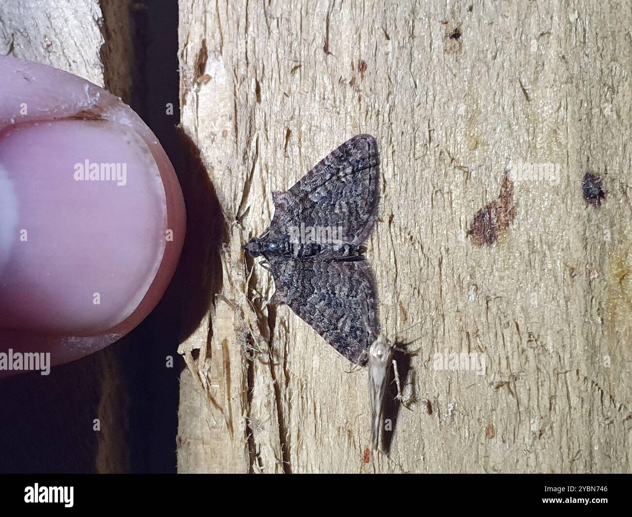 Apple Looper (Phrissogonus laticostata) Insecta Stock Photo - Alamy