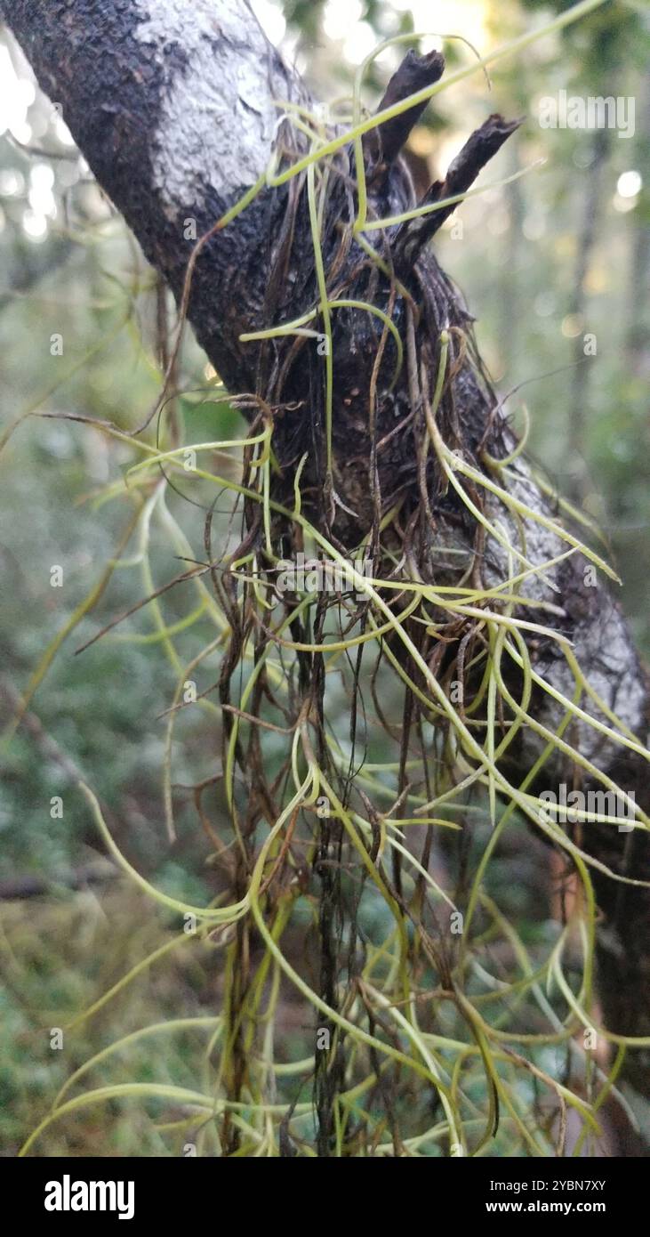 Spanish moss (Tillandsia usneoides) Plantae Stock Photo - Alamy