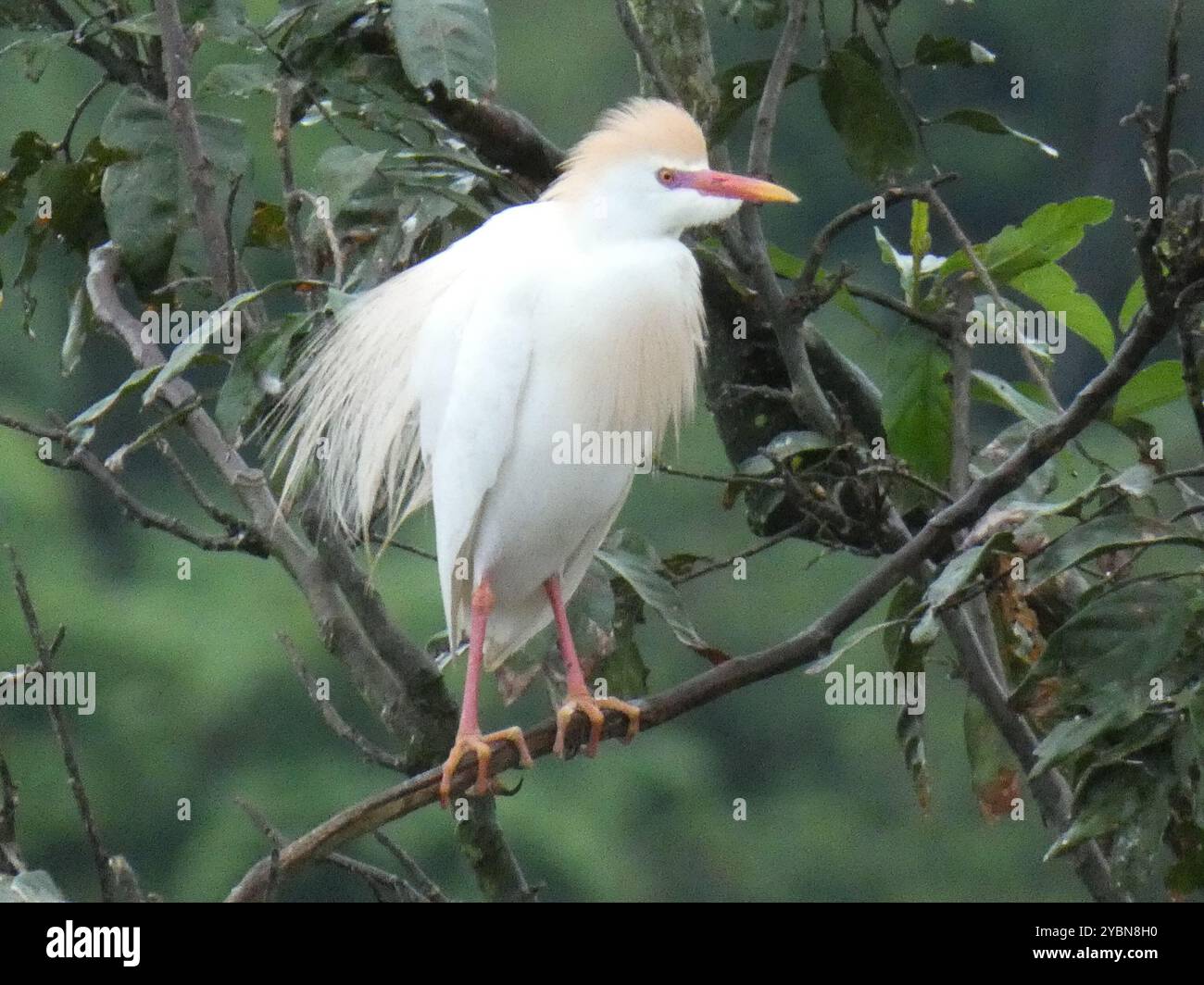 Western Cattle-Egret (Bubulcus ibis) Aves Stock Photo - Alamy
