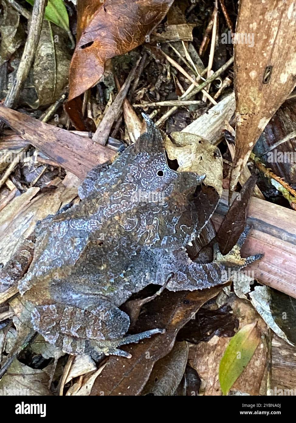 Bahia smooth horned frog hi-res stock photography and images - Alamy