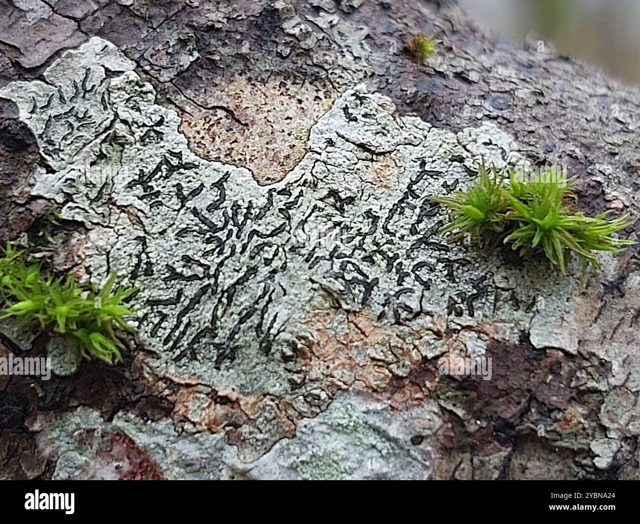 Script Lichen Common Script Lichen (Graphis scripta) Fungi Stock Photo - Alamy