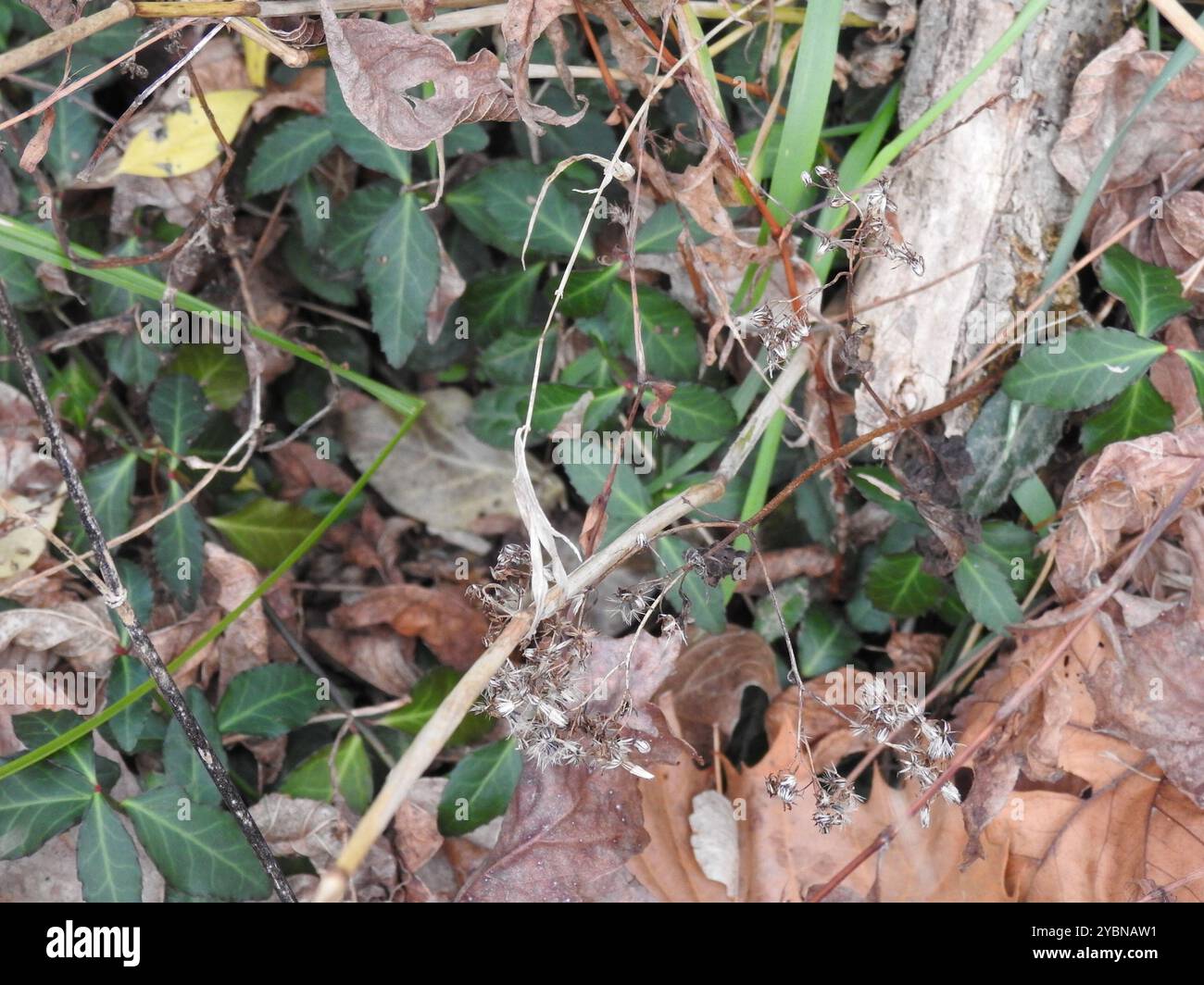 MacGregor's Wildrye (Elymus macgregorii) Plantae Stock Photo