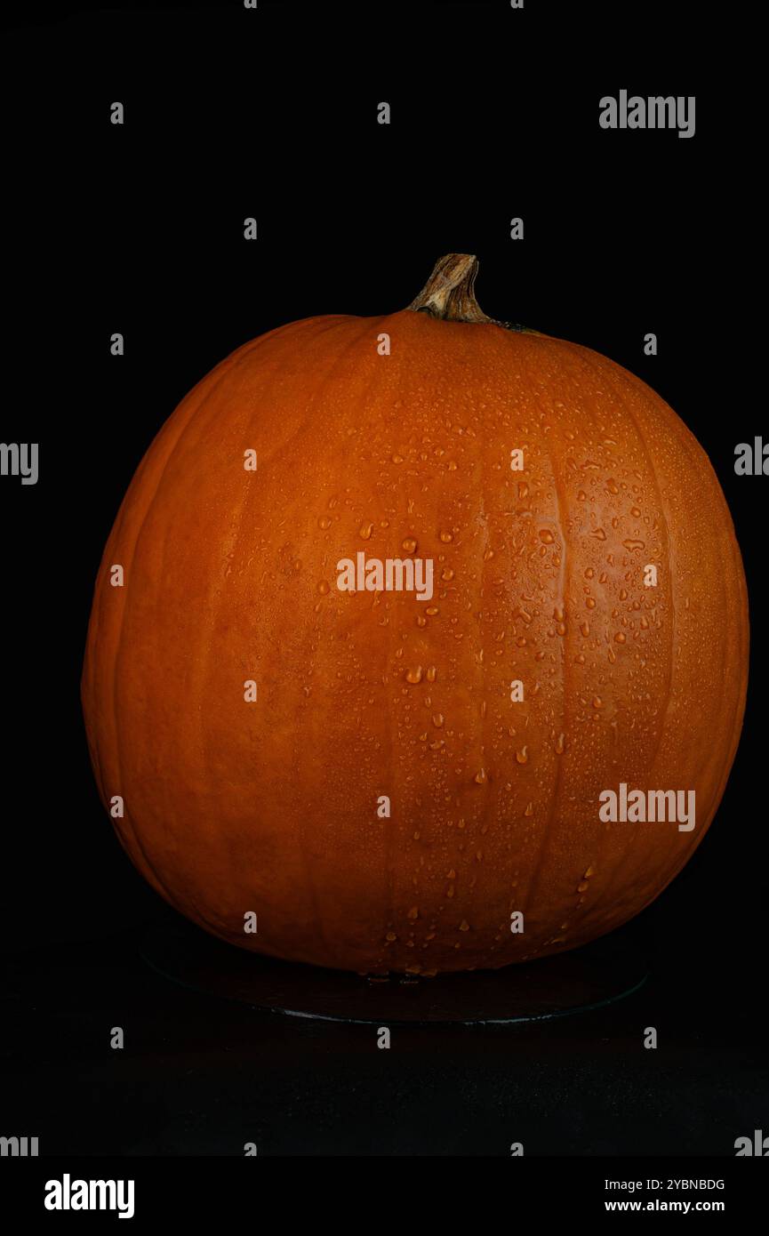 big round pumpkin on black background.with copy space Stock Photo - Alamy