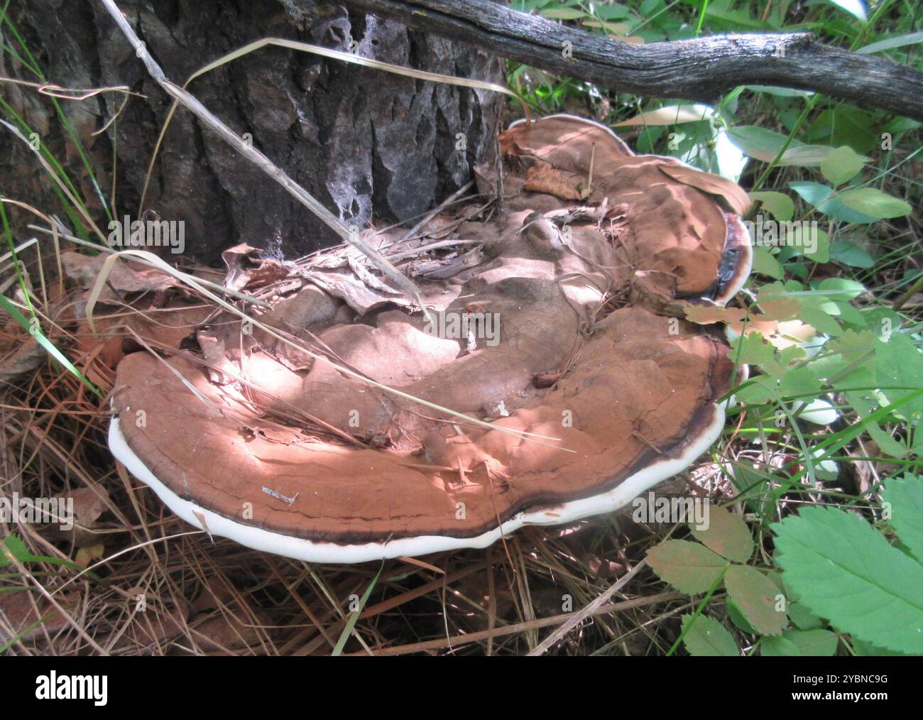 artist's bracket (Ganoderma applanatum) Fungi Stock Photo - Alamy