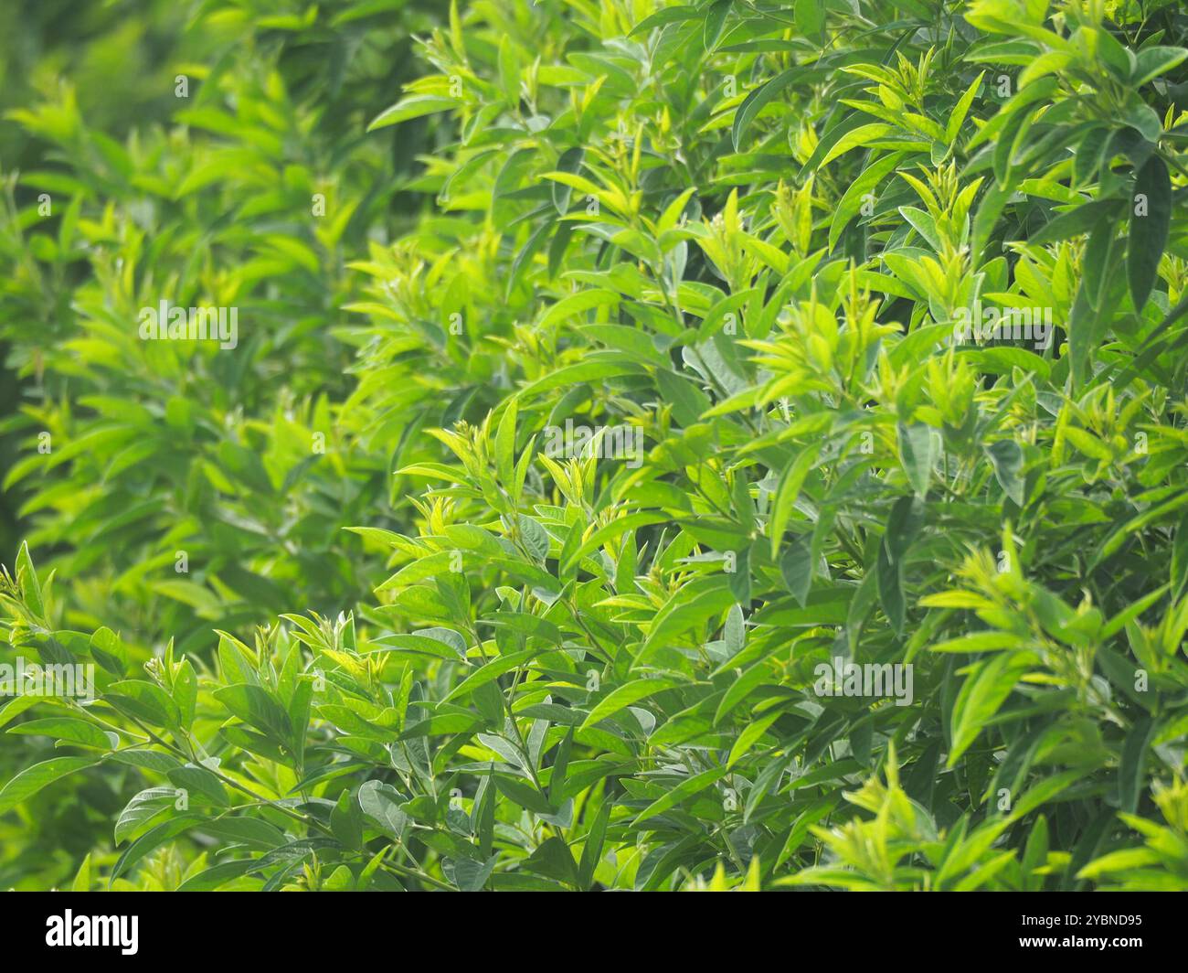 Pigeon Pea (Cajanus cajan) Plantae Stock Photo - Alamy