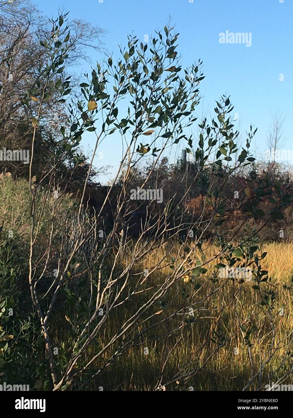 groundsel tree (Baccharis halimifolia) Plantae Stock Photo - Alamy