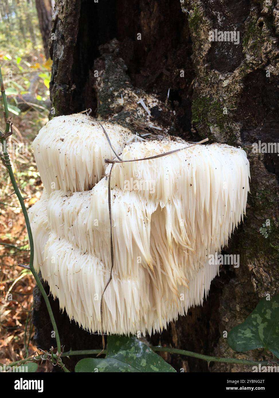 lion's-mane mushroom (Hericium erinaceus) Fungi Stock Photo - Alamy