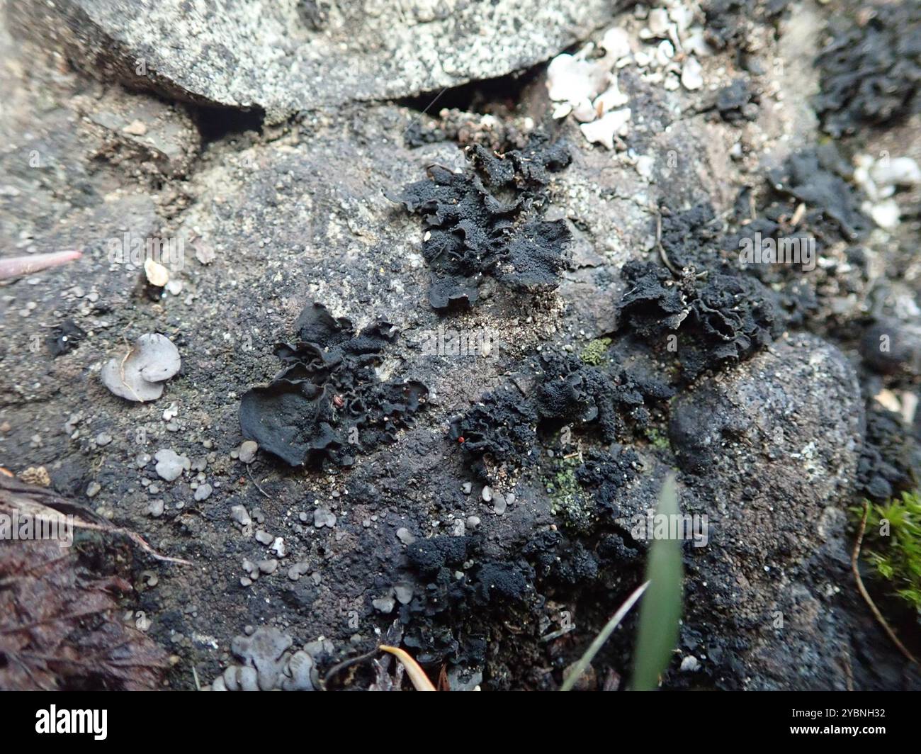 Lathagrium hi-res stock photography and images - Alamy