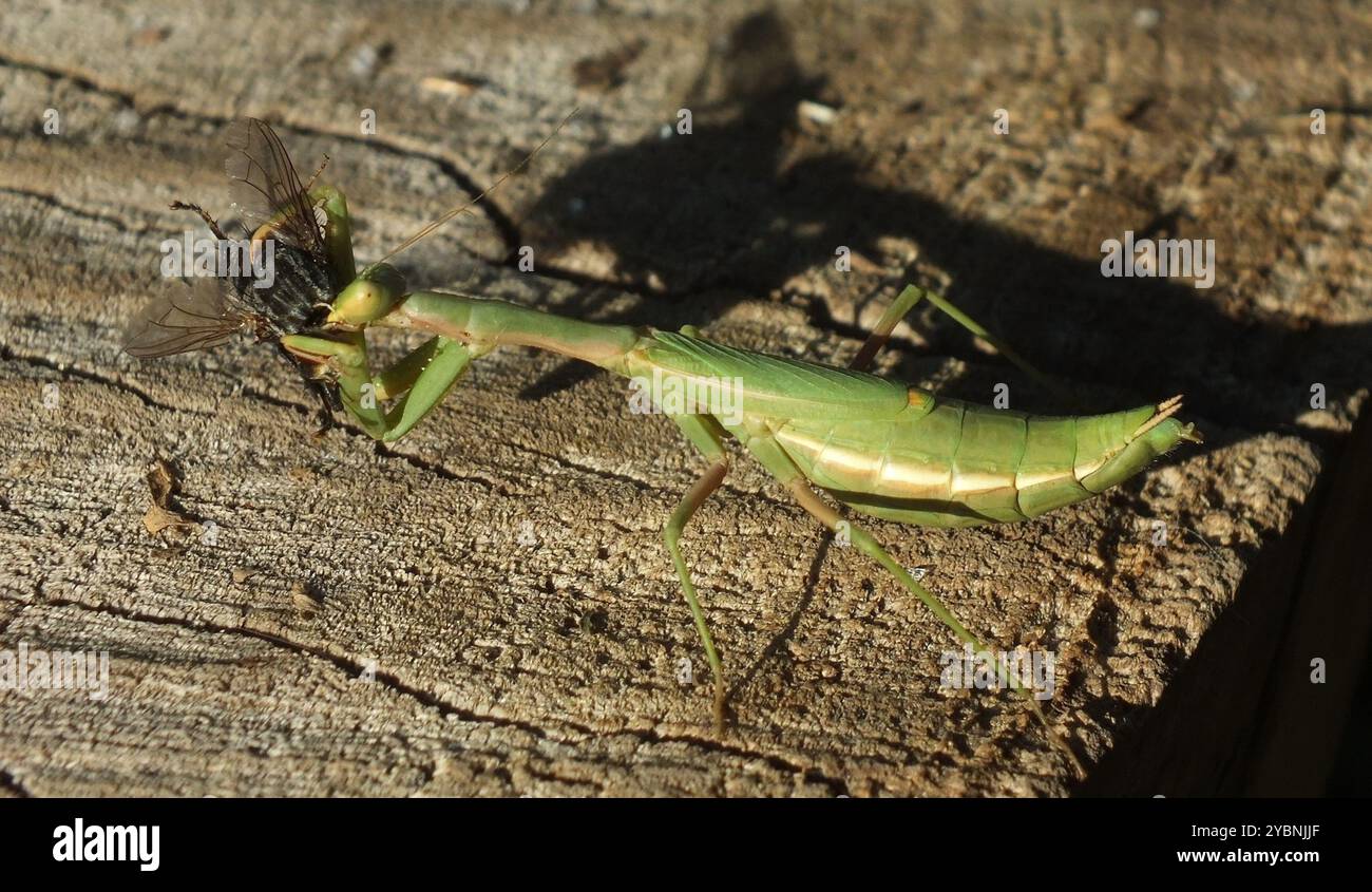 Dot-Winged Mantis (Iris polystictica) Insecta Stock Photo - Alamy