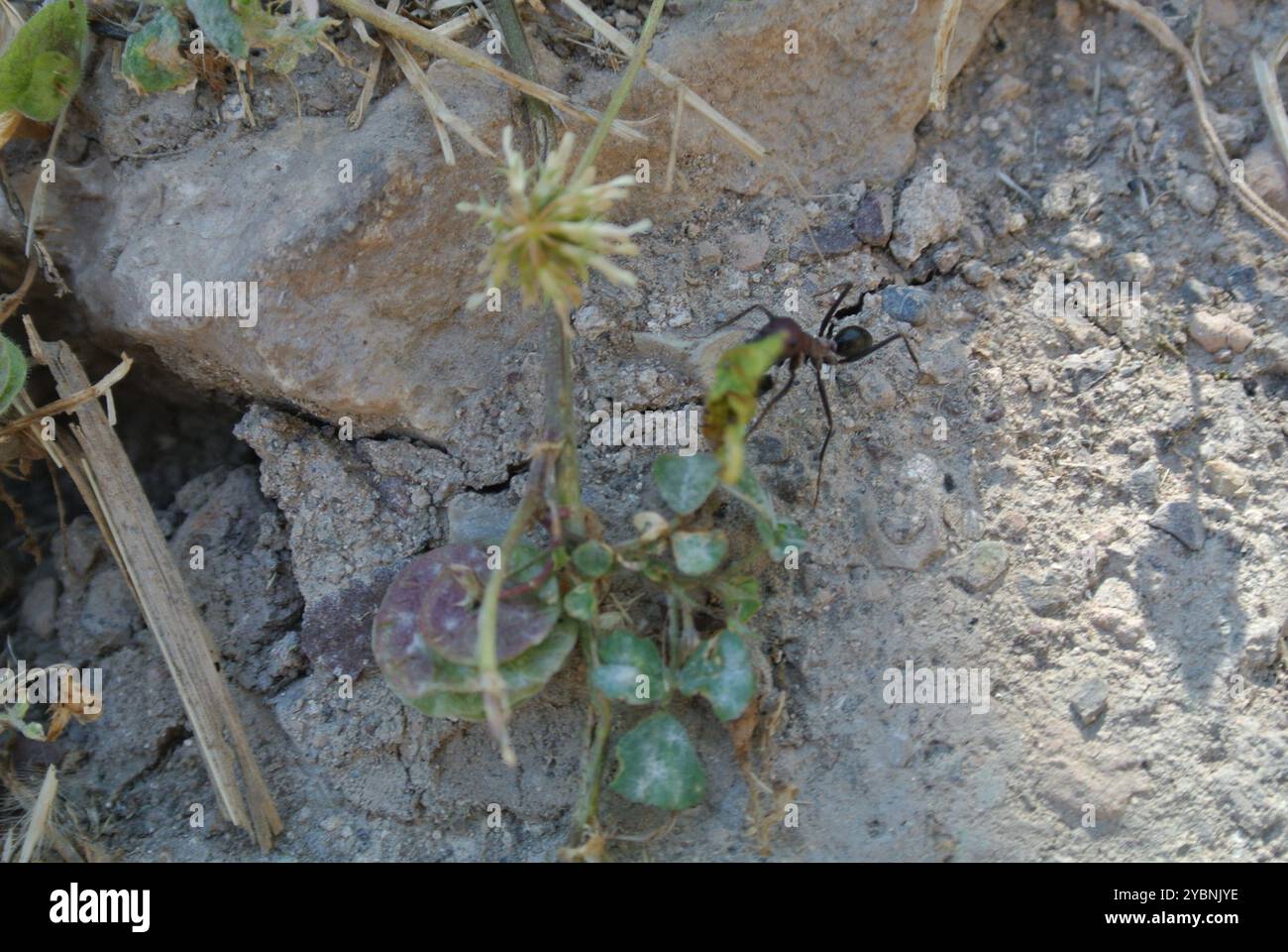 Nodal Desert Ant (Cataglyphis nodus) Insecta Stock Photo - Alamy