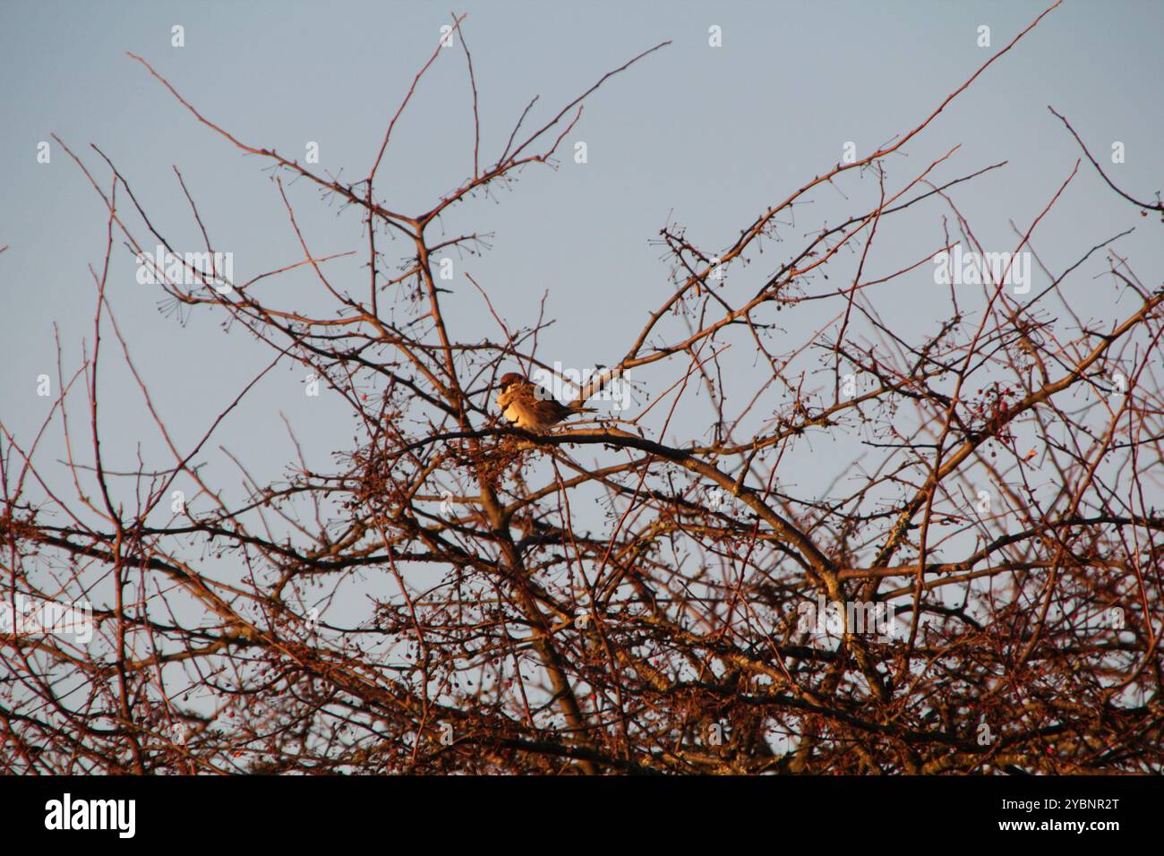 Eurasian Tree Sparrow (Passer montanus) Aves Stock Photo - Alamy