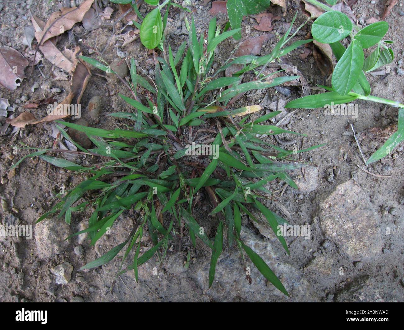 Jungle Rice (Echinochloa colonum) Plantae Stock Photo - Alamy