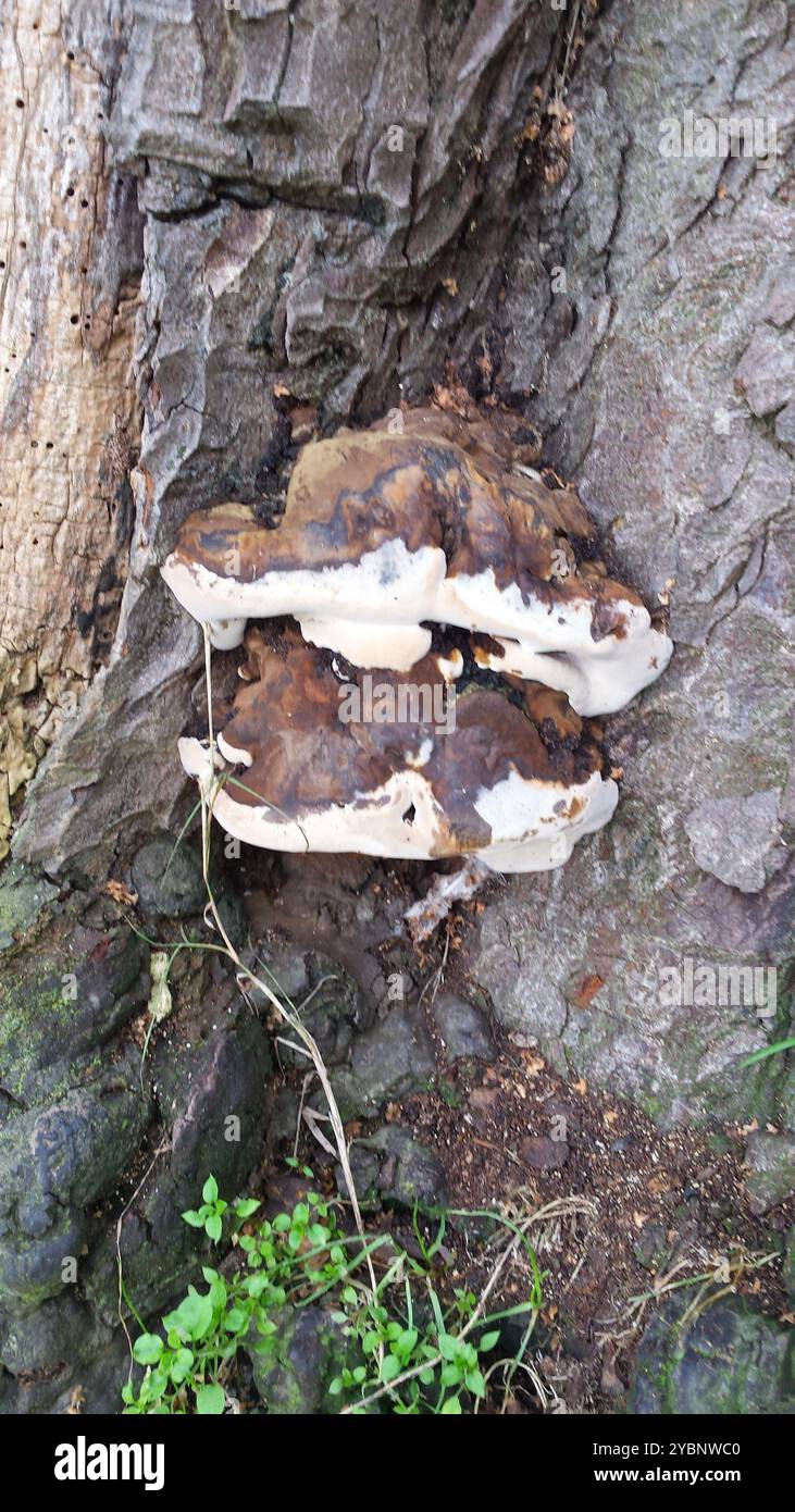 artist's bracket (Ganoderma applanatum) Fungi Stock Photo - Alamy
