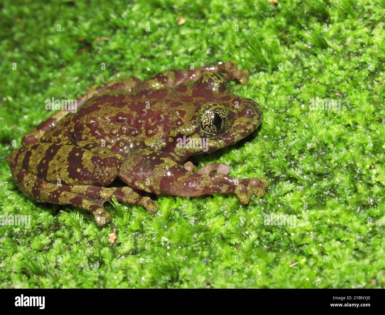 Table Mountain Ghost Frog (Heleophryne rosei) Amphibia Stock Photo - Alamy