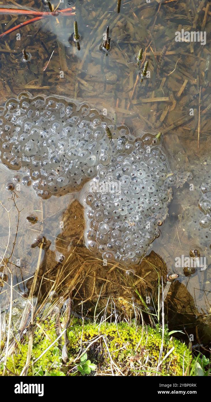 European Common Frog (Rana temporaria) Amphibia Stock Photo - Alamy