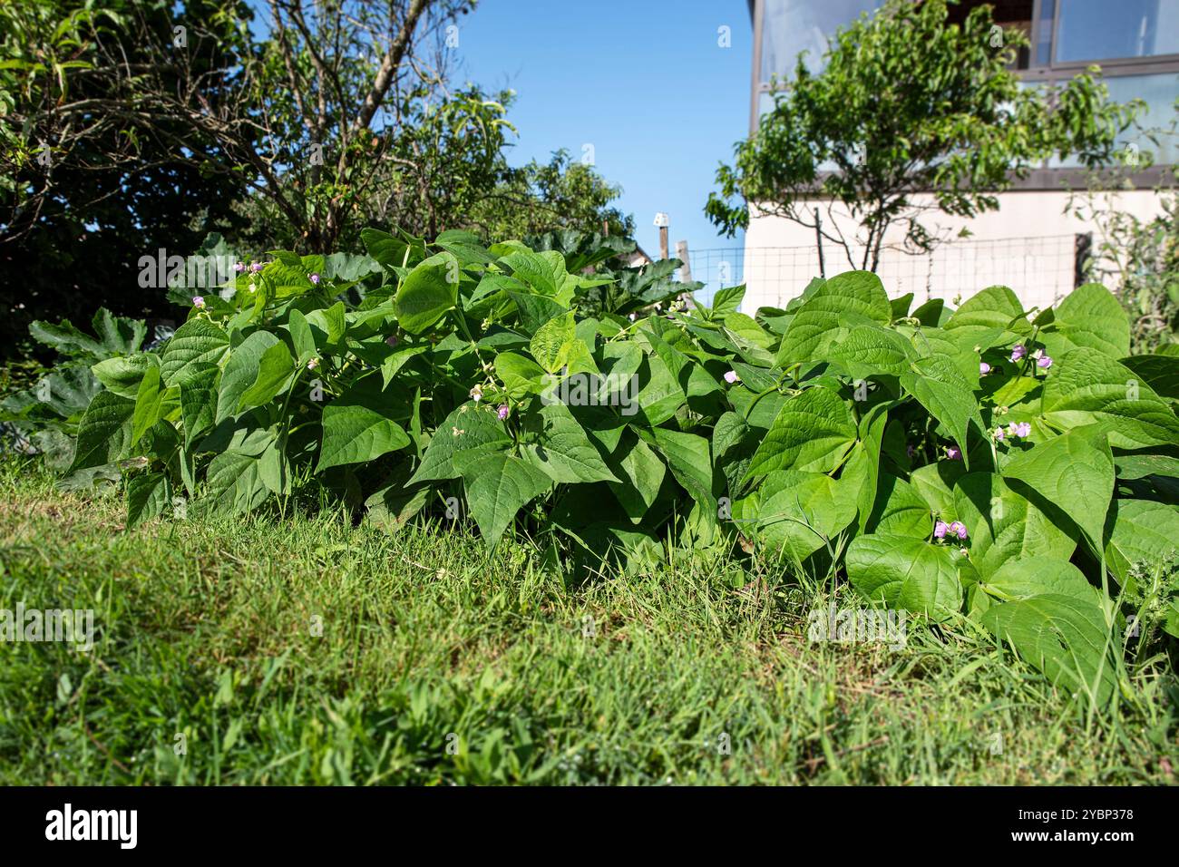 Bean plants growing on farm hi-res stock photography and images - Alamy