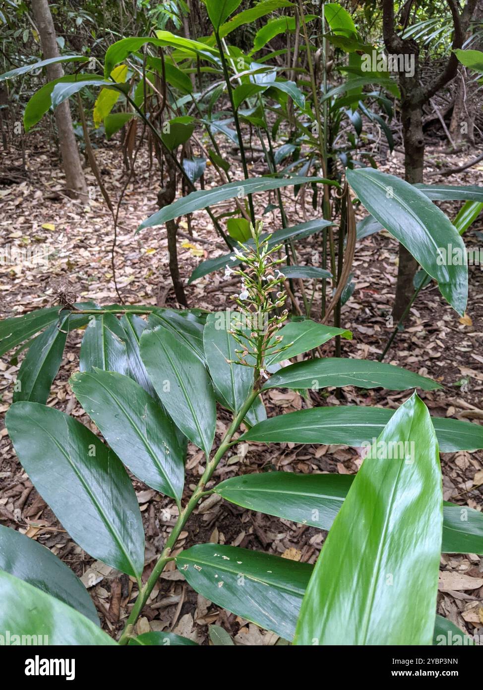 Native Ginger (Alpinia caerulea) Plantae Stock Photo - Alamy