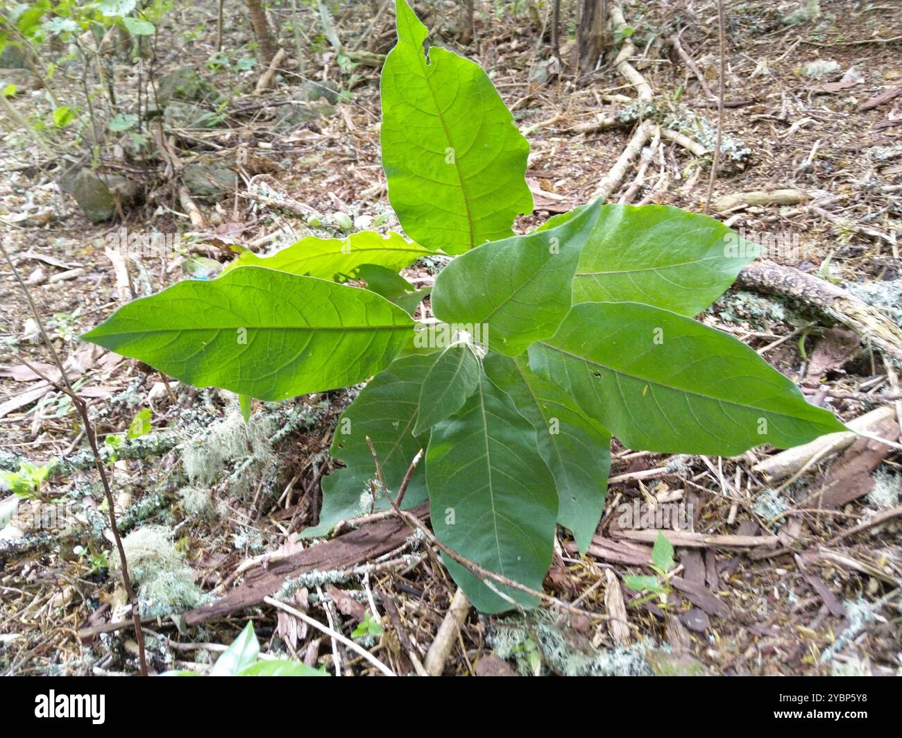 bugweed (Solanum mauritianum) Plantae Stock Photo - Alamy